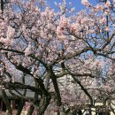 가-28 | 창경궁, 창덕궁 홍매화 실시간 후기(3월28일), 서울 가볼만한 곳, 서울 데이트코스, 서울 꽃놀이