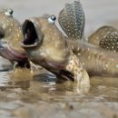 대박짬뽕회관 이미지