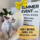 하비나 코지 이미지