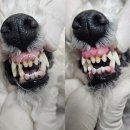 김 S 동물병원 이미지