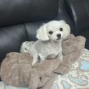 백양동물병원 이미지