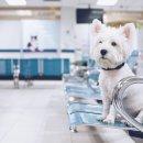 고려동물병원 미용실 이미지