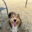 라지독스 이미지