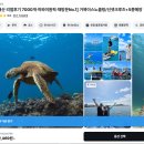 하와이 거북이 스노쿨링 투어 오션스타 솔직 후기