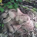 야생 식용버섯 사진 이미지
