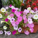 서안메밀집 이미지