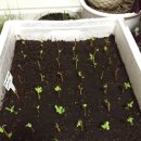 갑진농장 이미지