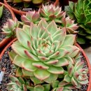 라온하제 이미지