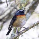 Collared Bush-robin 이미지