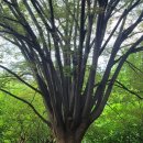 숲속의 오케스트라 이미지