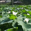 사기마을 시사저널