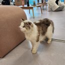 설렘고양이카페 이미지