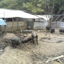 그도야지 이미지