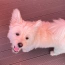 마이댕댕스쿨 이미지