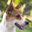 내방동물병원 이미지