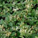 인동주마을 이미지