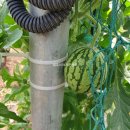 문채농장 이미지