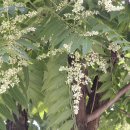 참죽나무 이미지