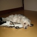 당산동 효성아파트, 현대5차 근처에서 잃어버렸습니다. 이미지