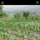 대학찰옥수수 이미지