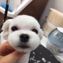 특별하개 이미지