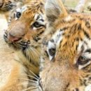 호랑이 동물병원 이미지