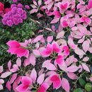 다함께 스마트폰 교실 | 리봄 사회 공헌 스마트폰 교실, 합동 종강식