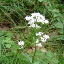 산야초 쥐오줌풀 이미지