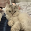 요도 | 이제야 쓸 수 있는 죽다 살아난 고양이 요도폐색 수술 후기 1편 병원비 증상 방광염