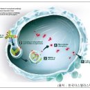 한국아스텔라스제약(주) 이미지