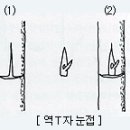 나무 접붙이기 이미지