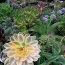 향촌농장 이미지