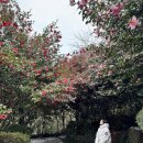 더힐시그니처경로당 | 제주 겨울 동백 여행 가볼만한곳 카멜리아힐