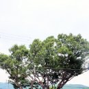 느티나무 이미지