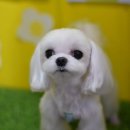 소금소금 펫살롱 이미지