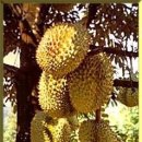 두리안 이미지