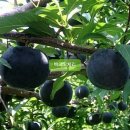 삼송바이오 이미지