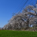 상하리 벚꽃길 이미지