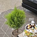 남사농장 | 남사화훼단지 방문 후기2(주차,가격,추천코스)예삐플라워아울렛