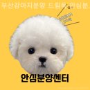 부산강아지분양 드림독 안심분양센터 부산점 | 부산강아지분양 드림독 안심분양센터 부산점 착한 가격의 양심적인 분양처