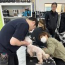 추건우애견미용학원 네이버블로그