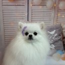 릴리줄리살롱 이미지