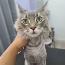 아꼬운몽 이미지