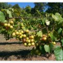 주일농장 이미지