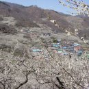 매화마을1 이미지