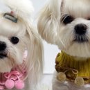 미미네강아지 이미지