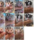 부산햄스터분양 행복햄 이미지