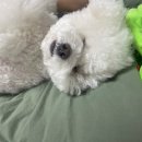 베일리하우스애견펜션 이미지