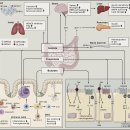 From Dietary Fiber to Host Physiology: Short-Chain Fatty Acids as Key Bacte 이미지