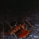 6.9 곤충강 _ 메뚜기목3 (영어이름 Grasshoppers, Locusts, Crickets, Katydids) _ 여치아목 이미지